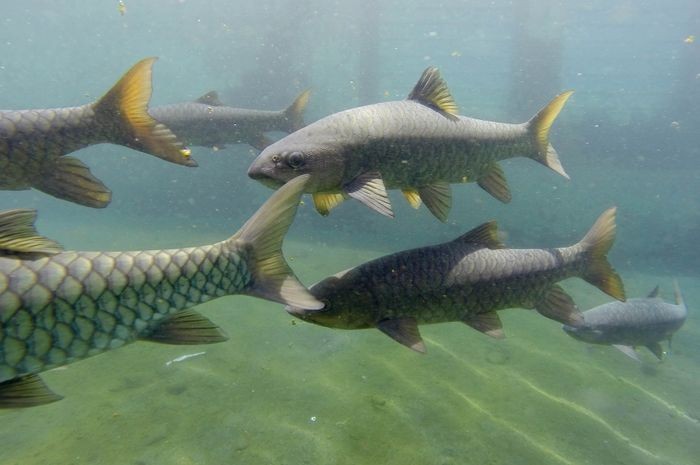 Mengenal Ikan Dewa, Ikan Pribumi  yang Langka dan Mahal 