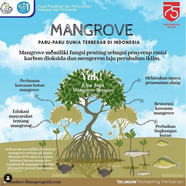 Mangrove Paru-Paru Dunia Terbesar di Indonesia